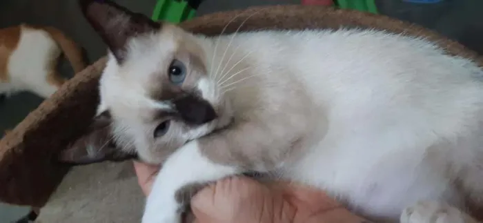 Gato raça SRD-ViraLata idade 2 a 6 meses nome Denver