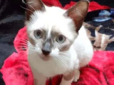 Gato raça SRD-ViraLata idade 2 a 6 meses nome Denver