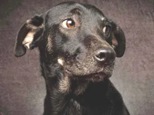 Cachorro raça SRD idade 1 ano nome PRINCESA