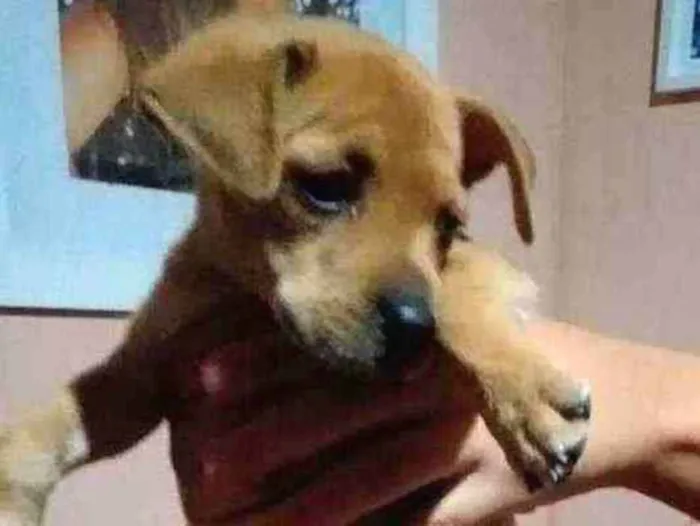Cachorro ra a Vira-lata  idade 2 a 6 meses nome Mel