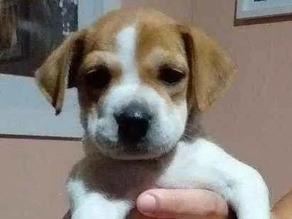 Cachorro ra a Vira-lata  idade 2 a 6 meses nome Mia
