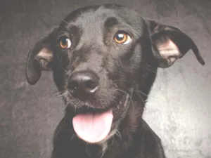 Cachorro raça SRD idade 1 ano nome DIRCEU