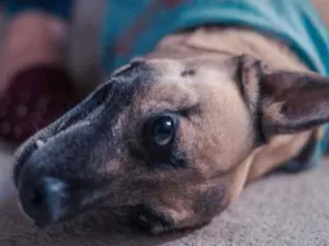 Cachorro raça SRD-ViraLata idade 5 anos nome CHICA