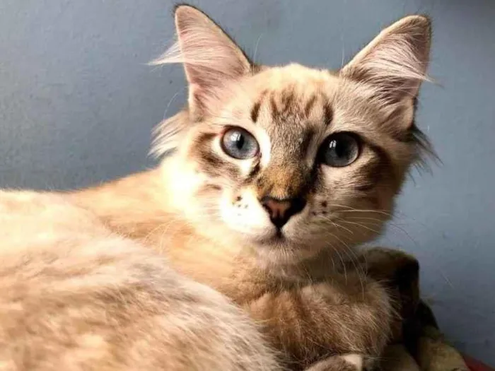 Gato raça sem raça idade 2 a 6 meses nome Stella
