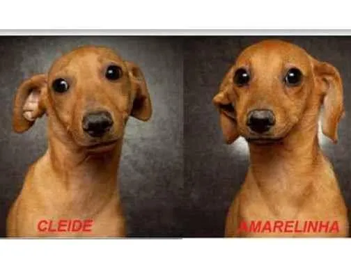Cachorro raça SRD idade 2 a 6 meses nome Amarelinha e Cleide