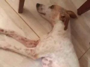 Cachorro raça SRD idade 2 anos nome Teresa Cristina 