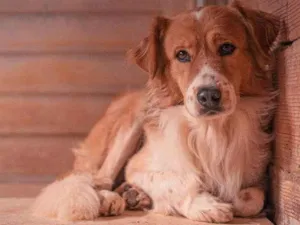 Cachorro raça SRD-ViraLata idade 2 anos nome CARAMELO