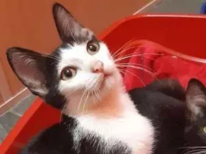 Gato raça SRD-ViraLata idade 2 a 6 meses nome Virgínia