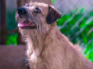 Cachorro raça SRD-ViraLata idade 4 anos nome PATINHA