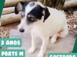 Cachorro raça  idade 3 anos nome ABIGAIL