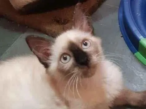 Gato raça SRD-ViraLata idade 2 a 6 meses nome Colorado