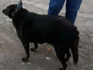 Cachorro raça Srd idade 6 ou mais anos nome Monica