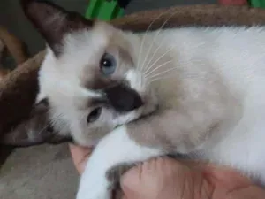Gato raça SRD-ViraLata idade 2 a 6 meses nome Denver