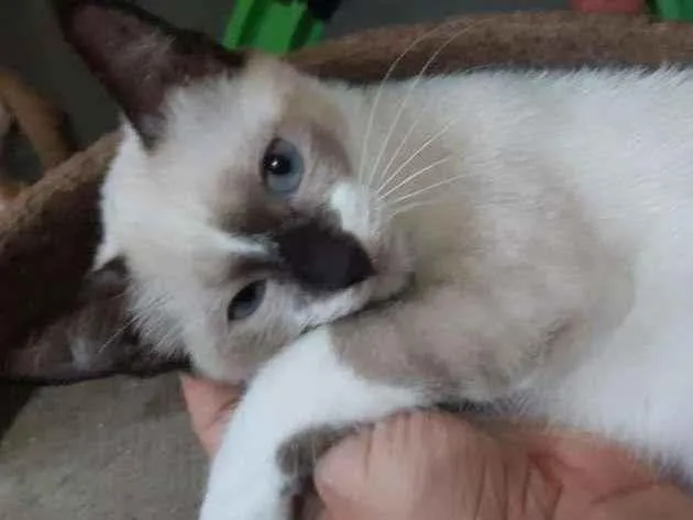 Gato raça SRD-ViraLata idade 2 a 6 meses nome Denver