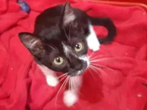 Gato raça SRD-ViraLata idade 2 a 6 meses nome Flórida
