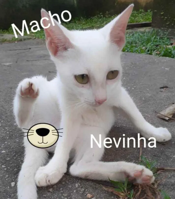 Gato raça Comum idade 2 a 6 meses nome Nevinha