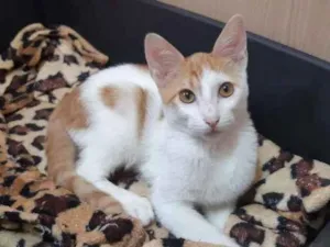 Gato raça SRD idade 2 a 6 meses nome Tóquio