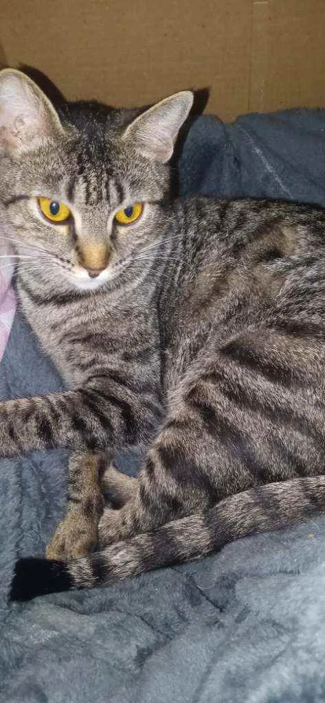 Gato ra a Sem raça definida idade 1 ano nome Mel