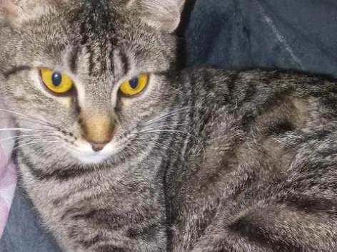 Gato ra a Sem raça definida idade 1 ano nome Mel