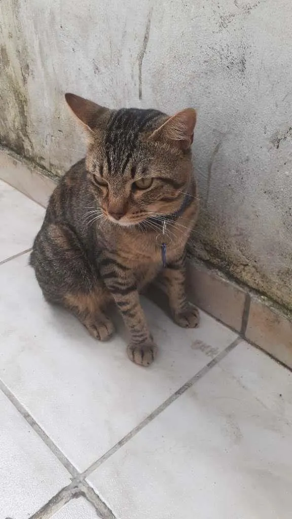 Gato ra a Vira lata  idade 1 ano nome Jose