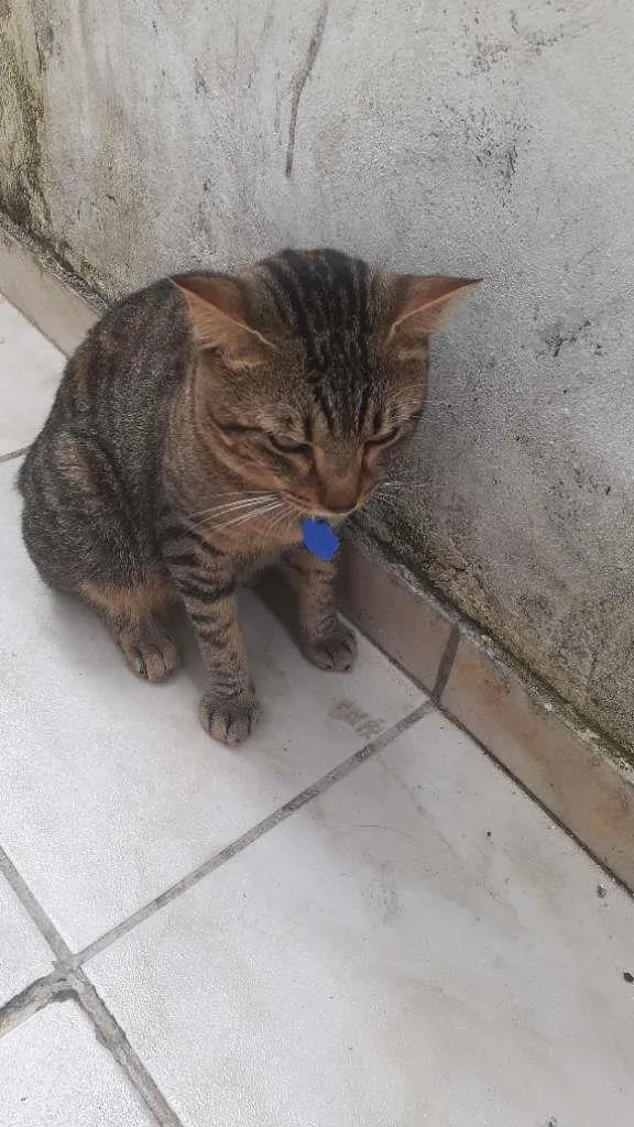 Gato ra a Vira lata  idade 1 ano nome Jose