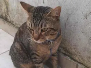 Gato raça Vira lata  idade 1 ano nome Jose