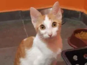 Gato raça SRD-ViraLata idade 2 a 6 meses nome Havana