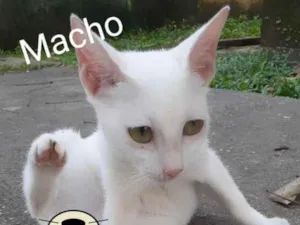 Gato raça Comum idade 2 a 6 meses nome Nevinha