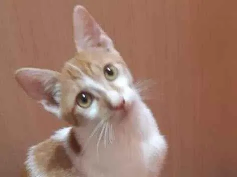 Gato raça SRD idade 2 a 6 meses nome Santiago