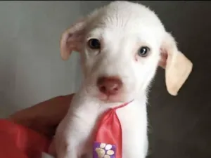 Cachorro raça SRD idade 2 a 6 meses nome Apolo 