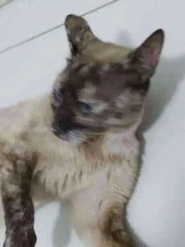 Gato ra a Siamês /  Tfico por 95% siamês idade 2 a 6 meses nome Miss Daysi