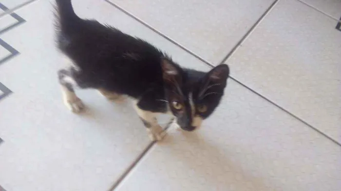 Gato ra a Preto e branco idade 2 a 6 meses nome Oreo