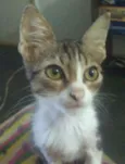 Leon