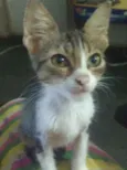 Leon