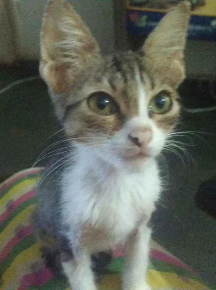 Gato ra a SRD idade 2 a 6 meses nome Leon