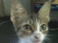 Leon