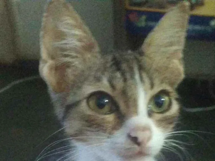 Gato ra a SRD idade 2 a 6 meses nome Leon