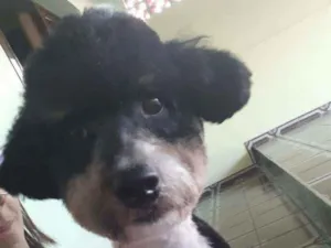 Cachorro raça Poodle idade 1 ano nome Cookie