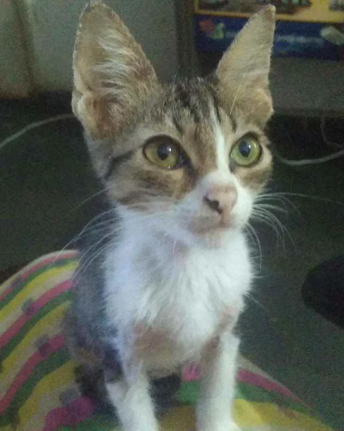Gato ra a SRD idade 2 a 6 meses nome Leon