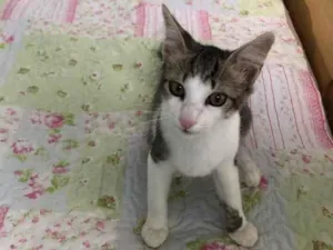 Gato raça Srd idade 2 a 6 meses nome Luca