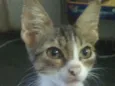 Leon