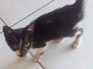 Gato raça Preto e branco idade 2 a 6 meses nome Oreo