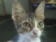 Leon