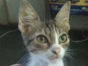 Gato raça SRD idade 2 a 6 meses nome Leon