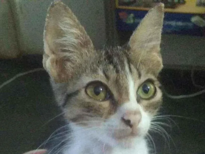 Gato ra a SRD idade 2 a 6 meses nome Leon