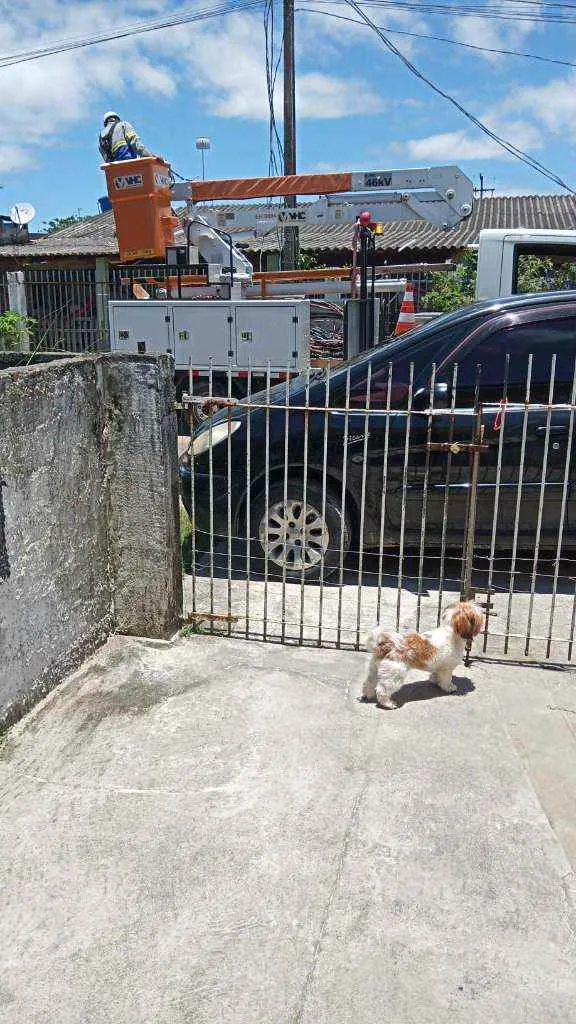 Cachorro ra a Lhasa apso idade 1 ano nome Penelope