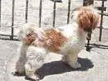 Cachorro ra a Lhasa apso idade 1 ano nome Penelope