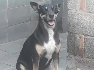 Cachorro raça SRD idade 3 anos nome Luana