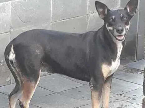 Cachorro raça SRD idade 3 anos nome Luana