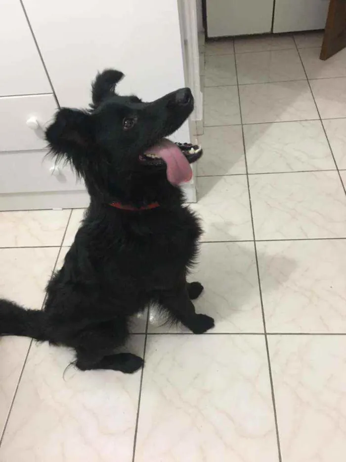 Cachorro raça  idade 2 anos nome Neguinho